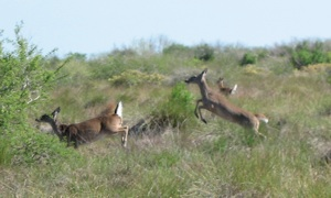 three whitetail does jumping
