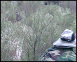 Pancho Chavez testimonial on using bigbuck 4n2 deer rattling antlers